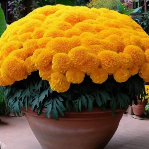 100+ Seeds- Marigold African High Yield Hybrid Flower Seeds For Gardening 1