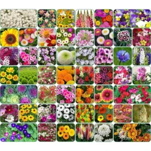 100 variety(50 flower and 50 vegetable) seeds combo pack with instruction manual.