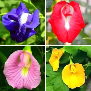 30 Pcs Flower Seeds Mixed Color Pack Double & Single Petals Hybrid Butterfly Pea Seeds 1