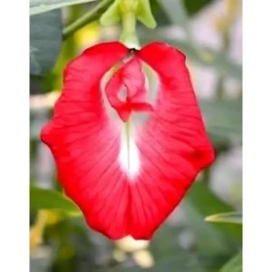 30 Pcs Flower Seeds Mixed Color Pack Double & Single Petals  Hybrid Butterfly Pea Seeds