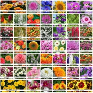 45 Variety Of Flower Seeds With Instruction Manual 1