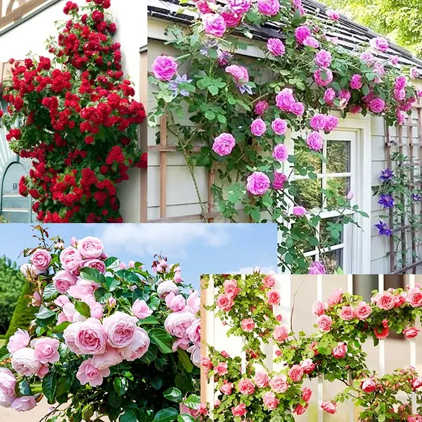 5 different variety Of Climbing Rose Seeds (Red,Yellow,Dark Pink,Pink,White)(Each 50 Total 250 Seeds) Natural Hybrid 1