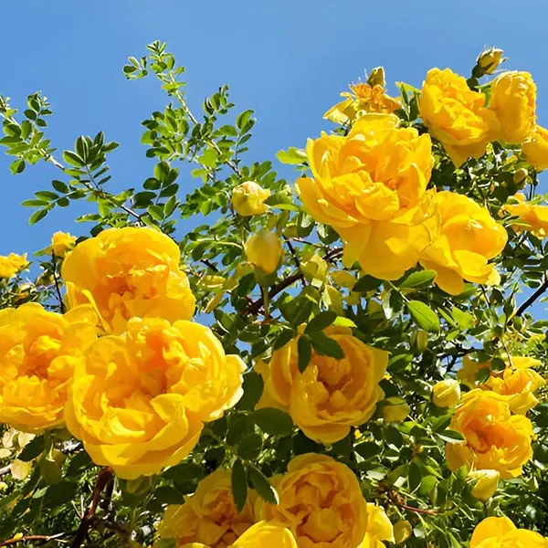 5 different variety Of Climbing Rose Seeds (Red,Yellow,Dark Pink,Pink,White)(Each 50 Total 250 Seeds) Natural Hybrid 2
