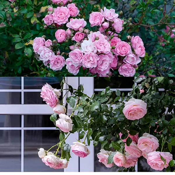 5 different variety Of Climbing Rose Seeds (Red,Yellow,Dark Pink,Pink,White)(Each 50 Total 250 Seeds) Natural Hybrid 4