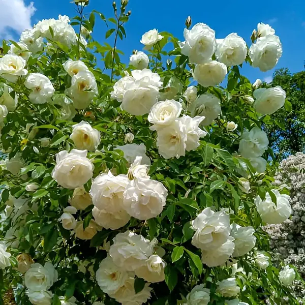 5 different variety Of Climbing Rose Seeds (Red,Yellow,Dark Pink,Pink,White)(Each 50 Total 250 Seeds) Natural Hybrid 5