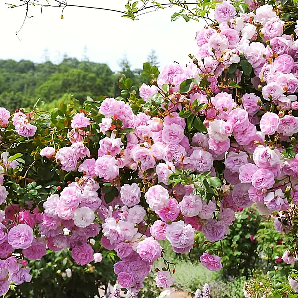 5 different variety Of Climbing Rose Seeds (Red,Yellow,Dark Pink,Pink,White)(Each 50 Total 250 Seeds) Natural Hybrid 6