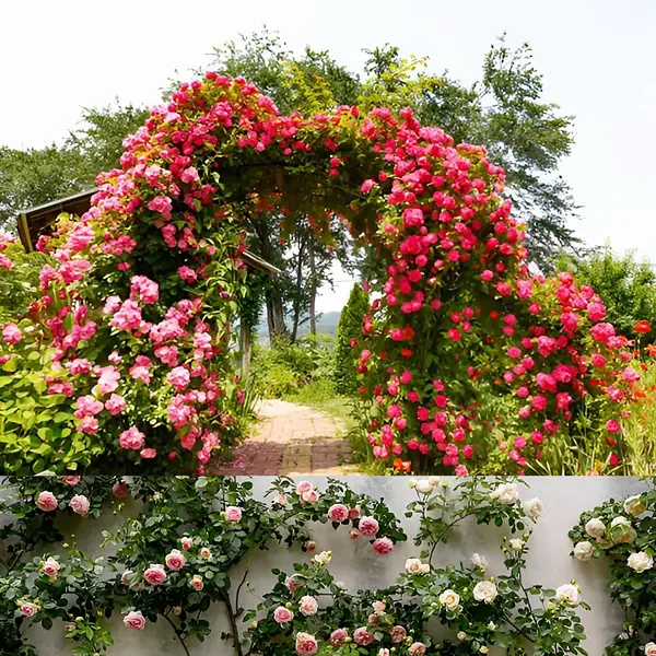 5 different variety Of Climbing Rose Seeds (Red,Yellow,Dark Pink,Pink,White)(Each 50 Total 250 Seeds) Natural Hybrid 7