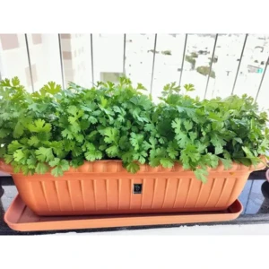 8 Native Green Leafy Vegetable Seeds for Home Gardening with More than 70% Germination (4800 seeds)