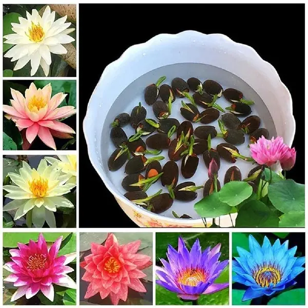 All Season Lotus Flower Hybrid Japanese Lotus Flower Seeds 25 Seeds Dwarf Rainbow Lotus Kamal Gatta Beej Mix of 12 Colors Exotic Variety 1