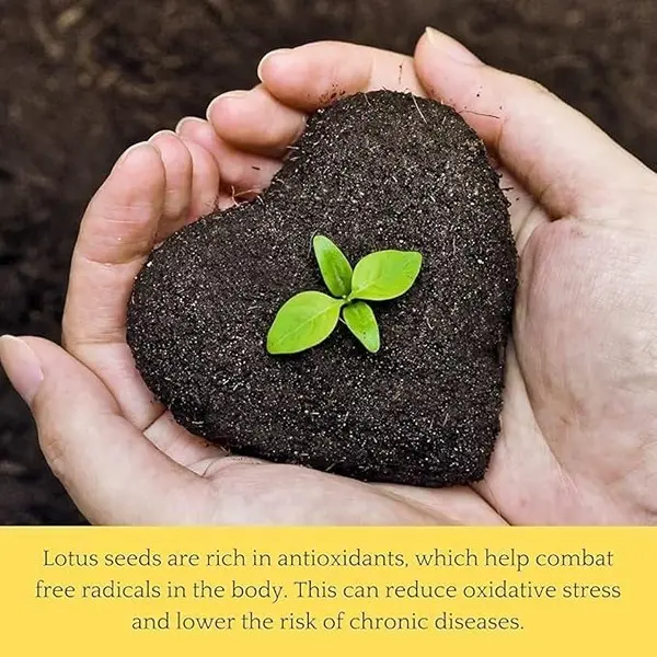 All Season Lotus Flower Hybrid Japanese Lotus Flower Seeds 25 Seeds Dwarf Rainbow Lotus Kamal Gatta Beej Mix of 12 Colors Exotic Variety 6