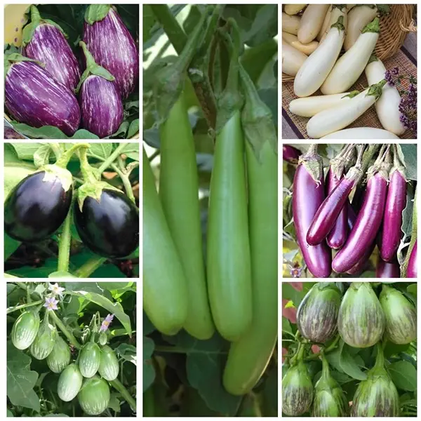 Brinjal Seeds Pack of 7 Varieties 400+ Hybrid & Non-GMO Seeds 90% Germination 1
