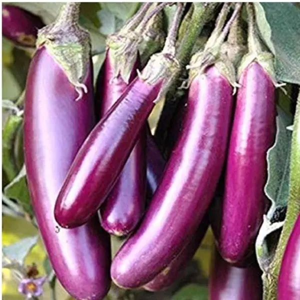 Brinjal Seeds Pack of 7 Varieties 400+ Hybrid & Non-GMO Seeds 90% Germination 5