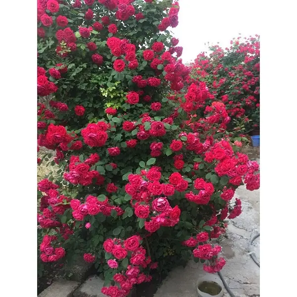 Climbing Rose Flower Seeds for Home and Gardening, Pack of 80-100 Seeds (PINK) 1