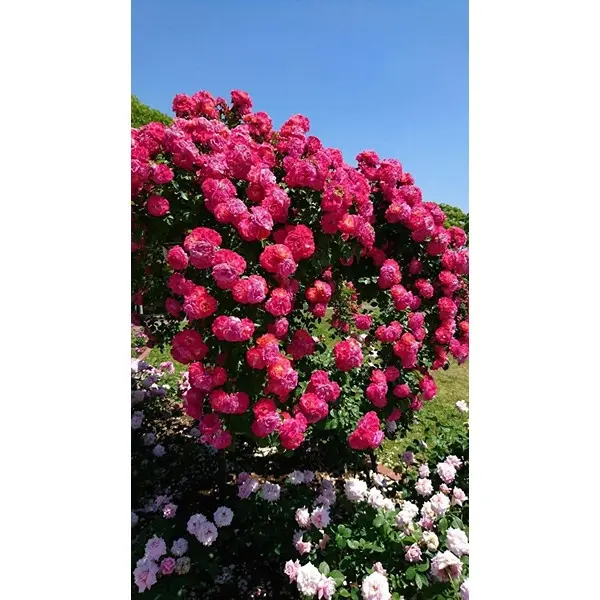 Climbing Rose Flower Seeds for Home and Gardening, Pack of 80-100 Seeds (PINK) 5