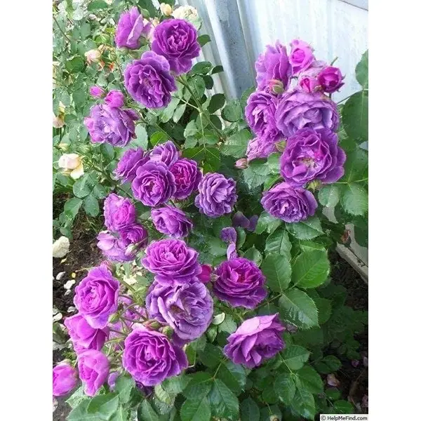 Climbing Rose Flower Seeds for Home and Gardening, Pack of 80-100 Seeds (PINK) 7