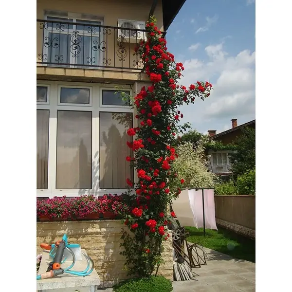 Climbing Rose Flower Seeds for Home and Gardening, Pack of 80-100 Seeds (PINK) 8