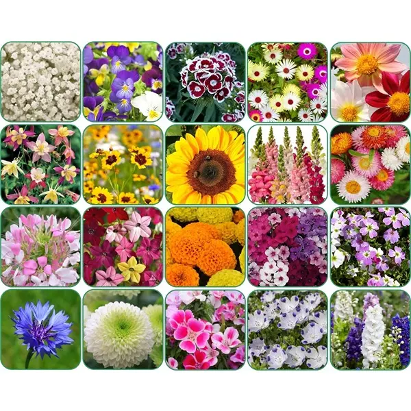 Combo Of 640+ Seeds 20 Varieties of Flower Seeds For Your Garden Beautiful Bloom Germination Seeds 1