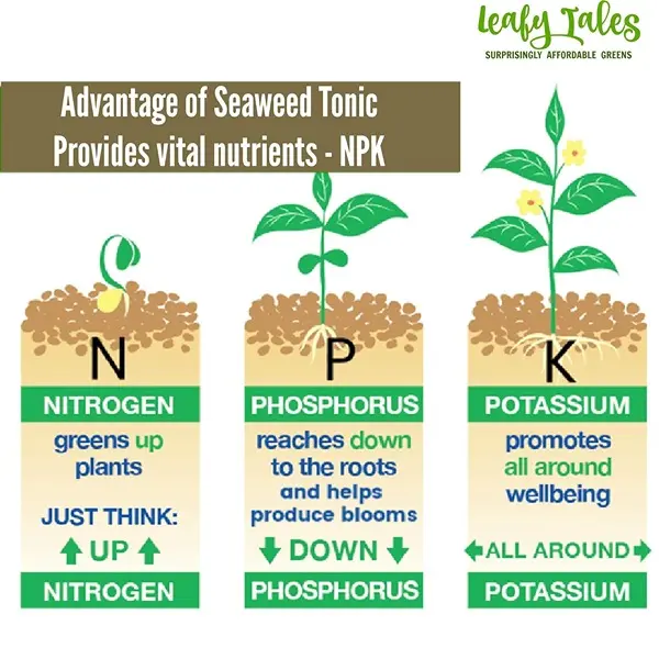 Concentrate Liquid Seaweed Fertilizer Tonic for Plants 250 ml for Plant Growth, Flowering & Fruiting 5