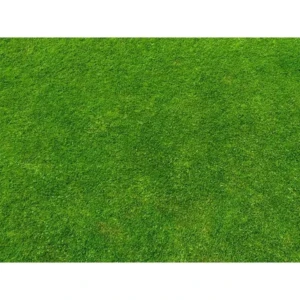 Imported lawn grass seeds for Home and Gardening (PACK OF 5 GRAM) 1