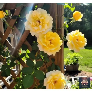 India Climbing Rose Flower Seeds, 60 Seeds Pack – Hybrid, Year-Round Blooms, Minimal Care (MIX)