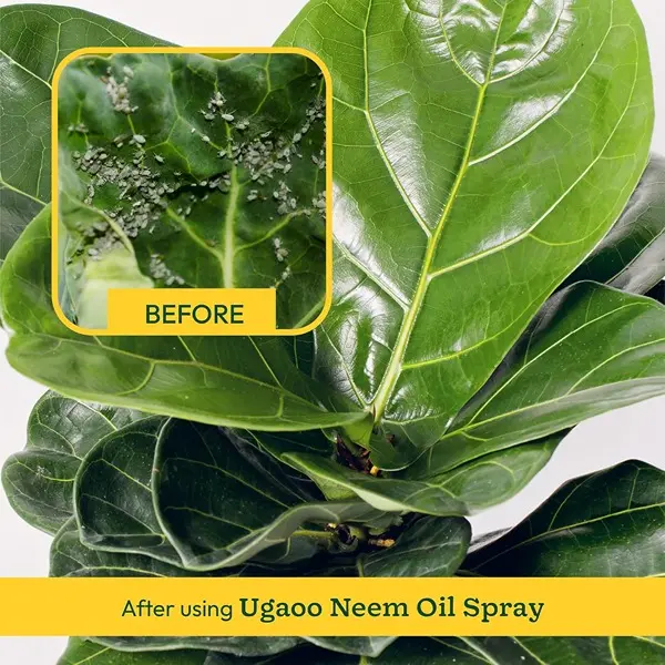 Neem Oil Spray for Plants & Garden - Highly Effective on Plant Insects (100 ml) 5
