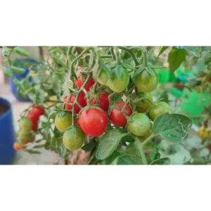 Organic Desi Tomato Seeds, Leafy Vegetable Seeds Fresh Indian Tomato Seeds with 4 Varieties