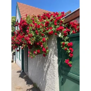 Pack of 100 seeds Climbing Rose Imported Flower Seeds for Your Home and Gardening (RED) 1