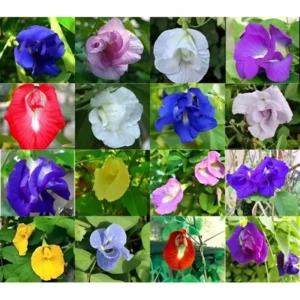 Pack of 30 Seeds Mixed Color Pack Blue, Pink, White Double & Single Petals Hybrid Butterfly Pea Seeds Medicinal Flower Plant Creeper Seeds 1