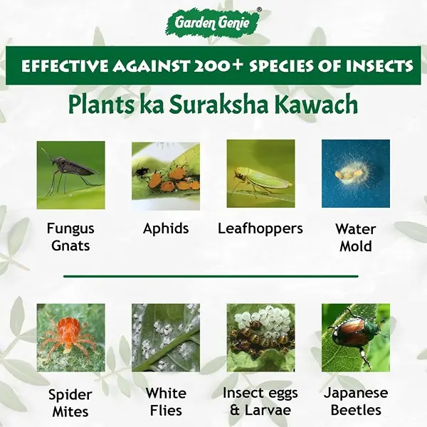 Ready to Use Neem Oil Spray 500ml Organic Insecticide for Plants, Fungus 4