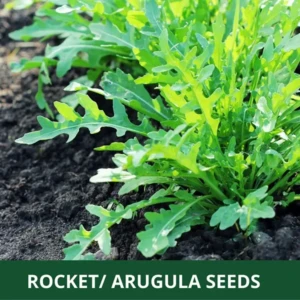 Rocket Arugula Leafy Vegetable planting seeds Seed Count 25 Grams