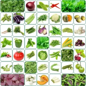 Vegetable Seeds Bank For Home Garden 45 Varieties - 2580+ Seeds 1
