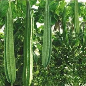 Vegetable Seeds Ridge Gourd F1 Hybrid Seeds For Home Gardening (10 seeds pack) 1