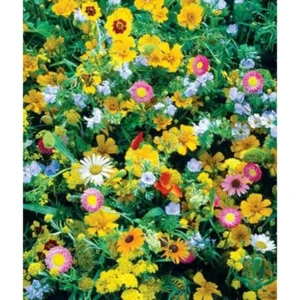 Wildflowers, Perennial Mix-50 Seeds 1
